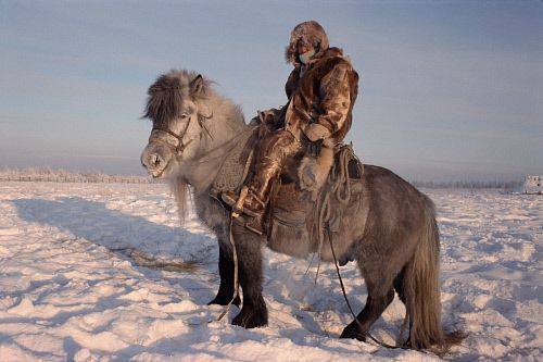 Yakutian Horse